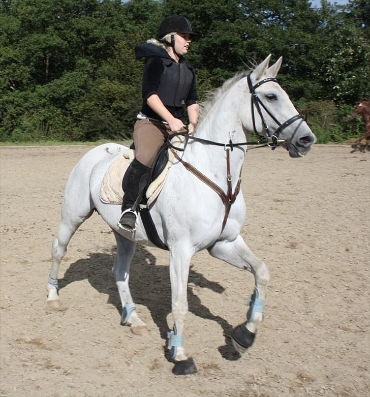 Dansk Varmblod La Troya ( solgt ) - Fredag d 3/9-2010 undervisning. Fotograf: Anja Andersen billede 5
