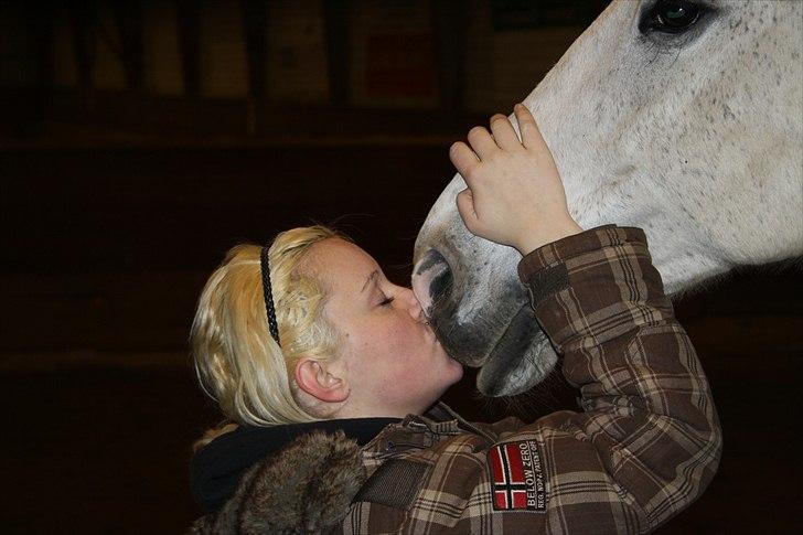 Dansk Varmblod La Troya ( solgt ) billede 6