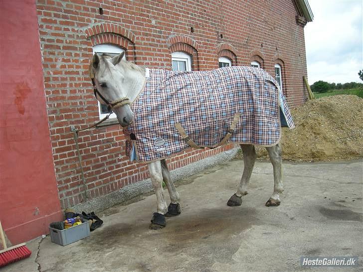 Dansk Varmblod La Troya ( solgt ) - billedet er stjålet fra tidligere ejer, men har self fået tilladelse til det ;) billede 7