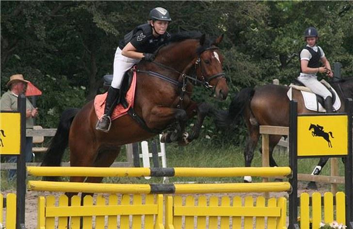 Dansk Varmblod Nørremøllehøjs Ali SOLGT - Til stævne i Bryndumdam billede 3