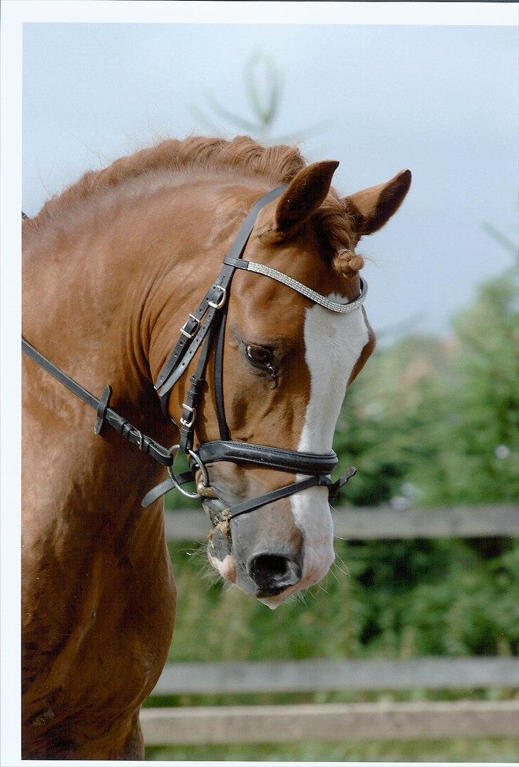 New Forest Højvangs Chopin SOLGT - Højvangs Chopin <3333 billede 1