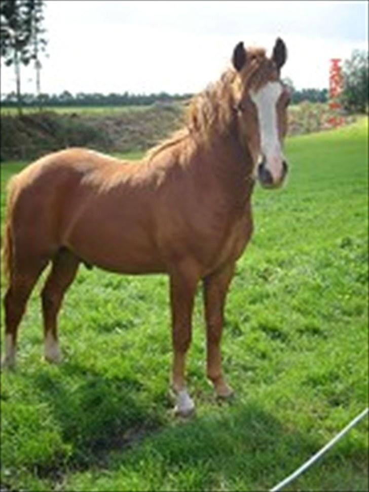 New Forest Højvangs Chopin SOLGT - Chopin på fold billede 3