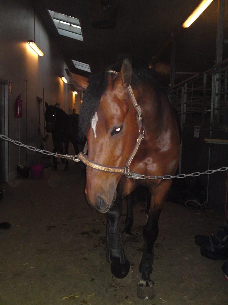 Dansk Varmblod Nørremøllehøjs Ali SOLGT - Moar,jeg er sulten! billede 4