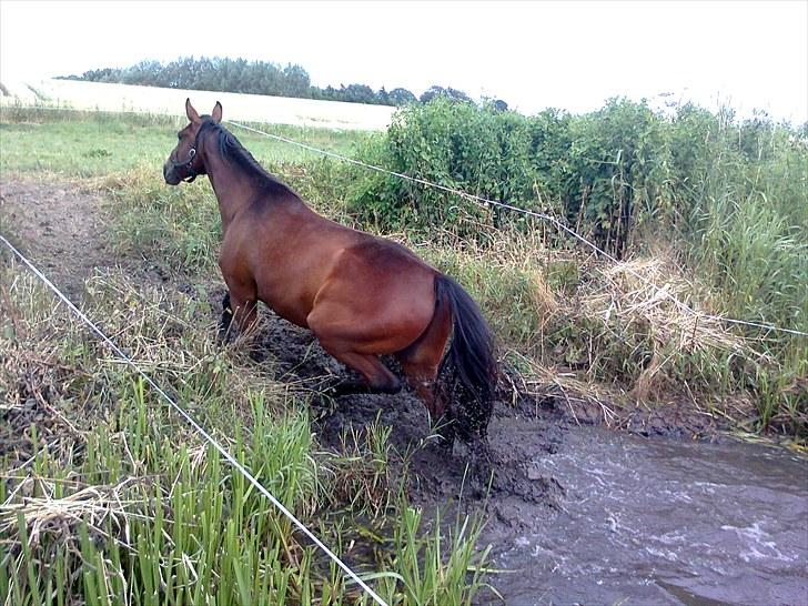 Traver Luke billede 19