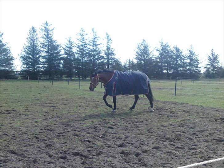 Dansk Varmblod Nørremøllehøjs Ali SOLGT - En kold vinterdag billede 5