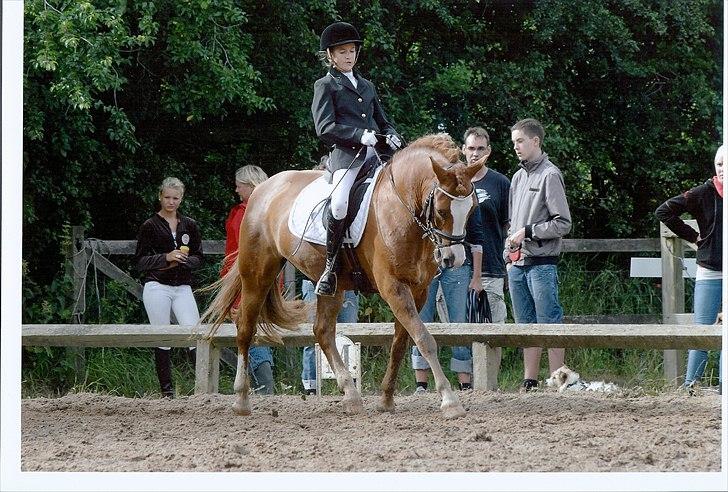New Forest Højvangs Chopin SOLGT - til ponyuge 2010 <33 billede 6