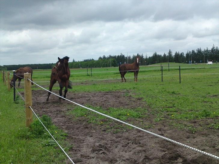 Dansk Varmblod Nørremøllehøjs Ali SOLGT - Speedy viser de andre hvad han kan på fold billede 6
