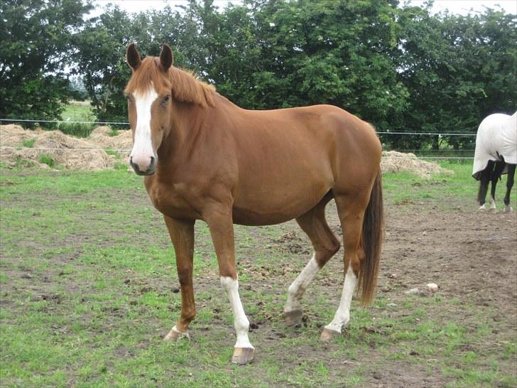 Dansk Varmblod Heartbreakers Finally  billede 7