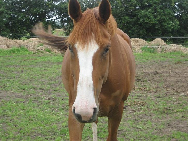 Dansk Varmblod Heartbreakers Finally  billede 8