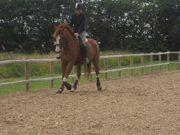 Dansk Varmblod Heartbreakers Finally  billede 9