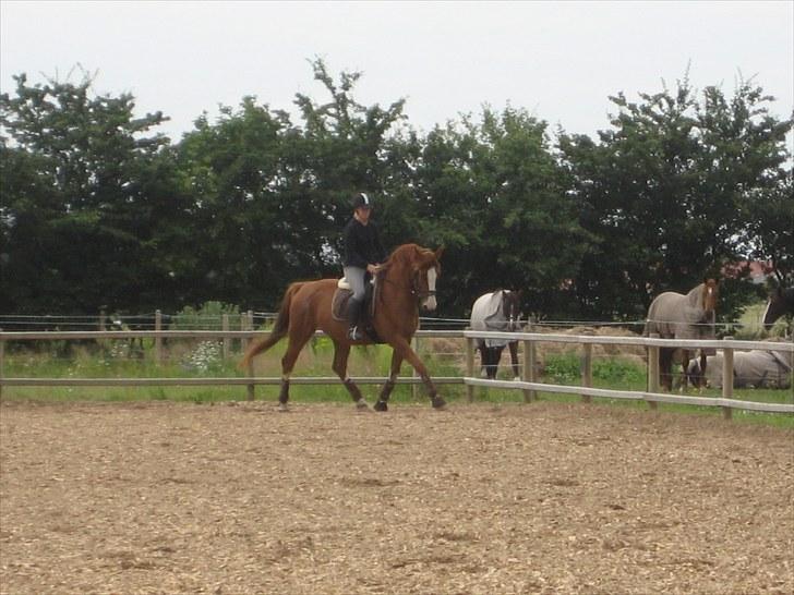 Dansk Varmblod Heartbreakers Finally  billede 10