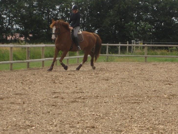 Dansk Varmblod Heartbreakers Finally  billede 11