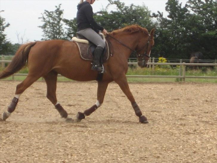 Dansk Varmblod Heartbreakers Finally  billede 12