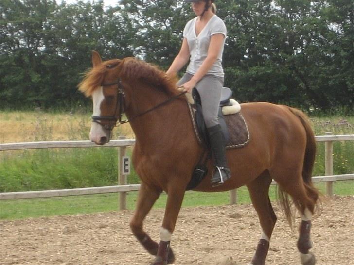 Dansk Varmblod Heartbreakers Finally  billede 13