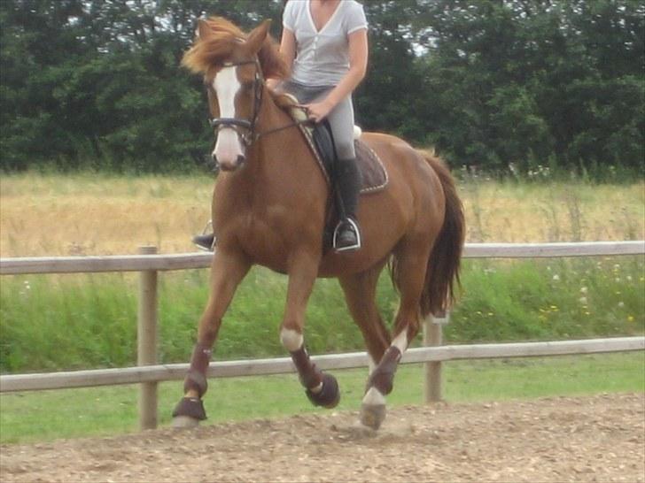 Dansk Varmblod Heartbreakers Finally  billede 14