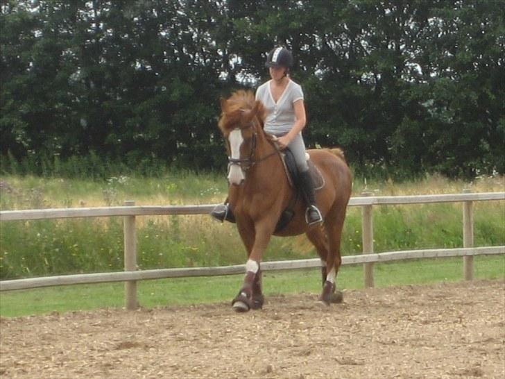 Dansk Varmblod Heartbreakers Finally  billede 15