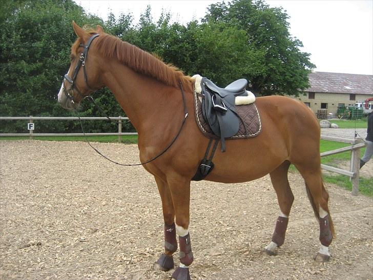 Dansk Varmblod Heartbreakers Finally  billede 16