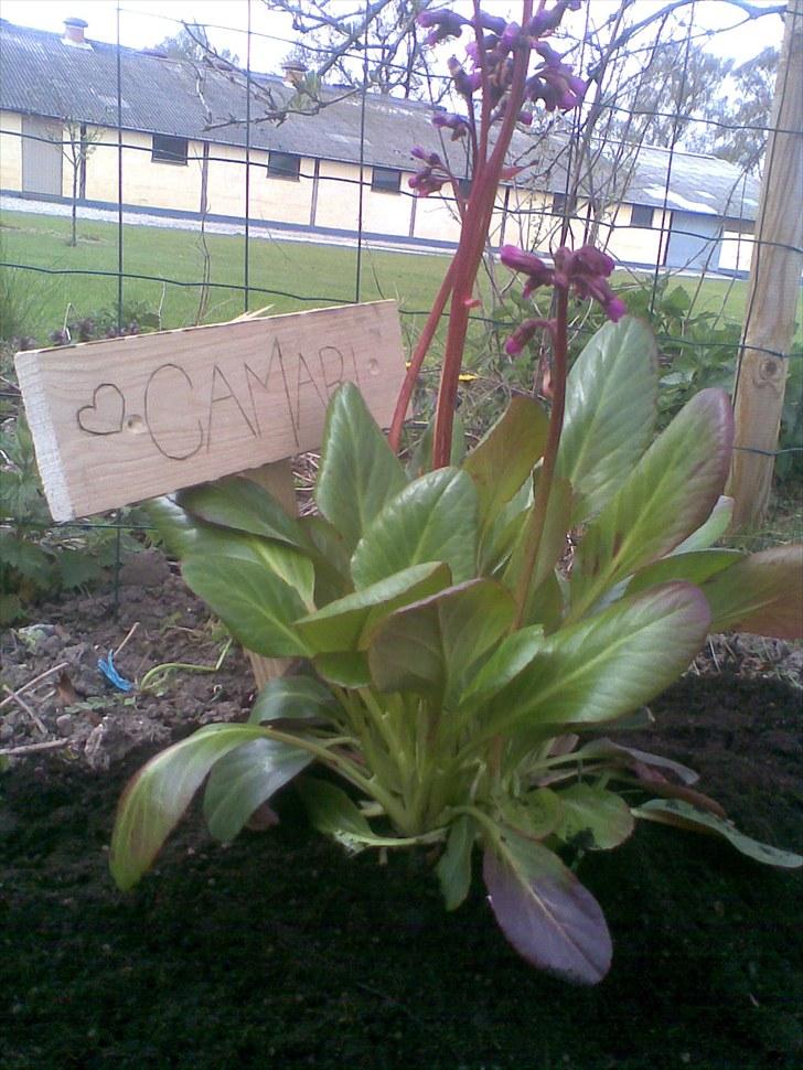 Dansk Varmblod Kiki "lynild" vogt - Lavede en "gravplads" til vores gamle hest camari. Hestesko og et stykke af halen blev begravet sammen med et lille brev fra pigerne billede 6