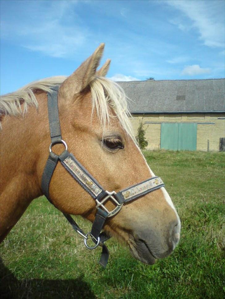 Palomino Søgårds Speedy - solgt - Speedy på sommergræs billede 8