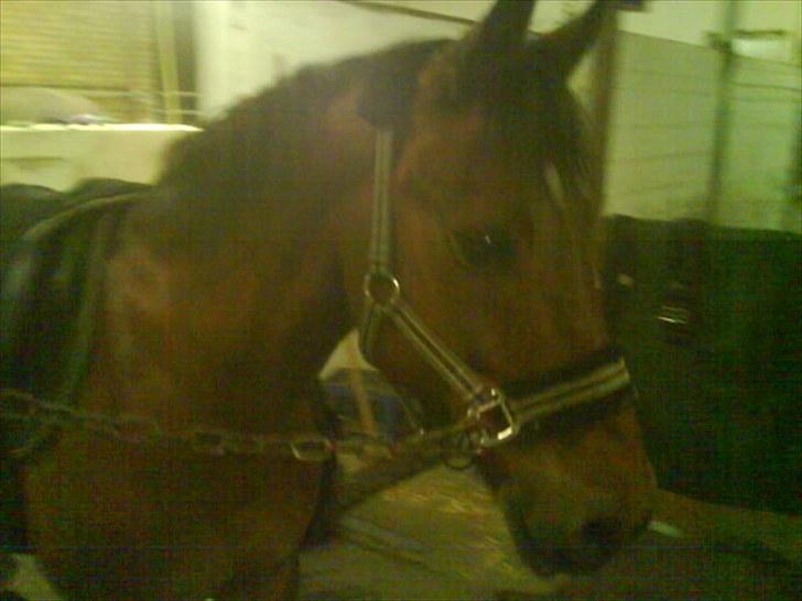 Anden særlig race | Bruno <3 -SOLGT- ); billede 12