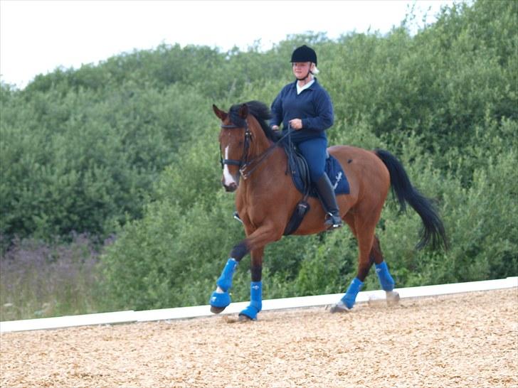 Trakehner Philip-Joe billede 1