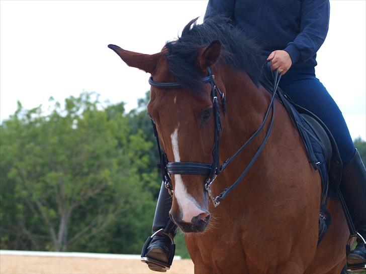 Trakehner Philip-Joe billede 2