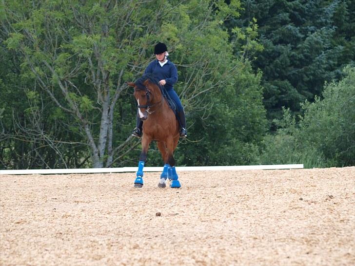 Trakehner Philip-Joe billede 3