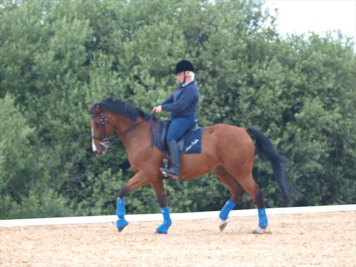 Trakehner Philip-Joe billede 4