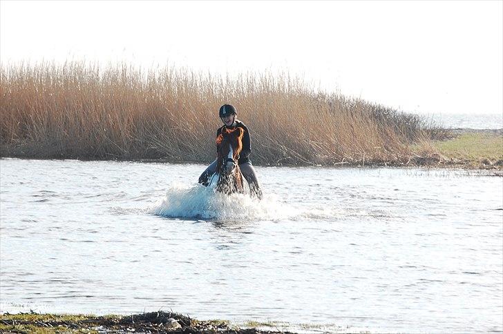 Anden særlig race Martell *Forever A Part Of Me* - Happy Martell & storgrinende mig på vej gennem vandet! :D Foto: KBP Foto x) billede 12