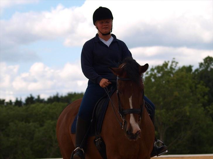 Trakehner Philip-Joe billede 5