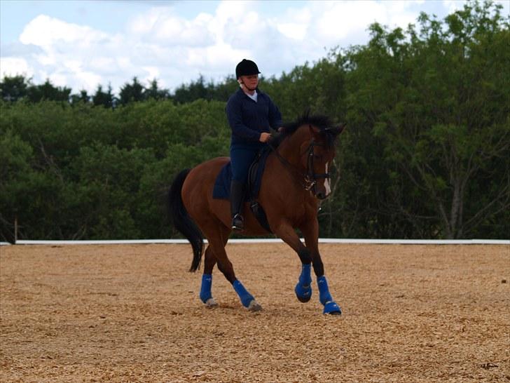 Trakehner Philip-Joe billede 6