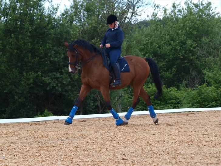 Trakehner Philip-Joe billede 7