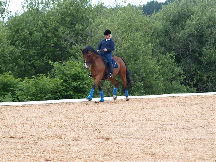 Trakehner Philip-Joe billede 8