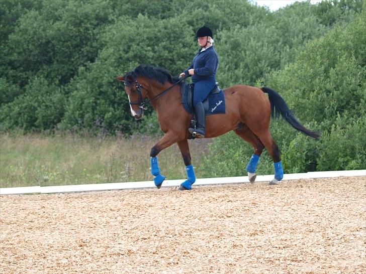 Trakehner Philip-Joe billede 9