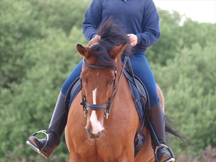 Trakehner Philip-Joe billede 10