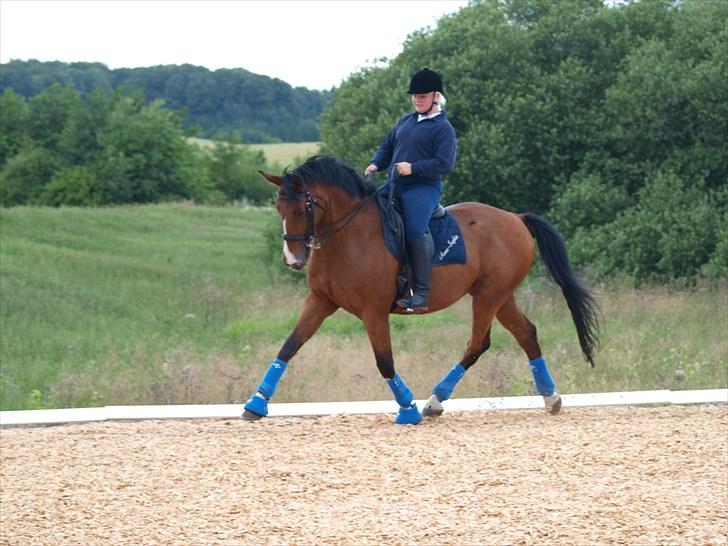 Trakehner Philip-Joe billede 11