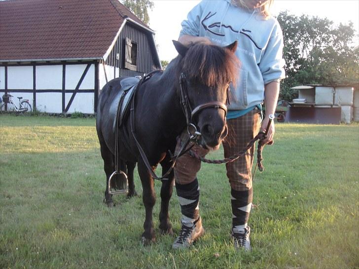 Shetlænder miss pinky - nullergøj godt igang med tilridning :D billede 15