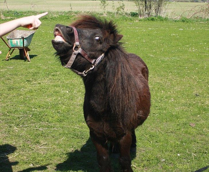 Shetlænder miss pinky - SMIL<3 billede 16