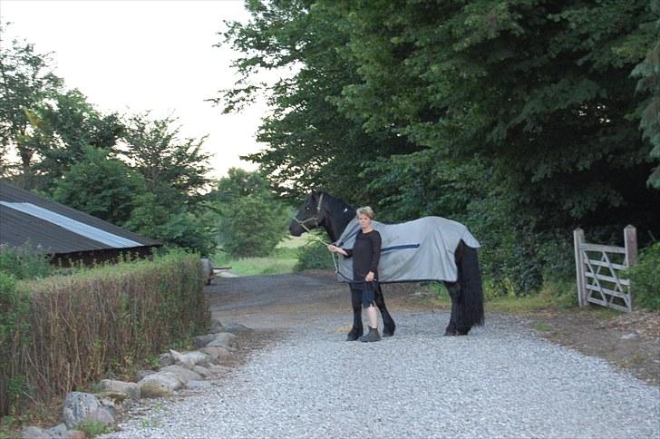 Nordsvensk Skovhest Elvis  billede 14