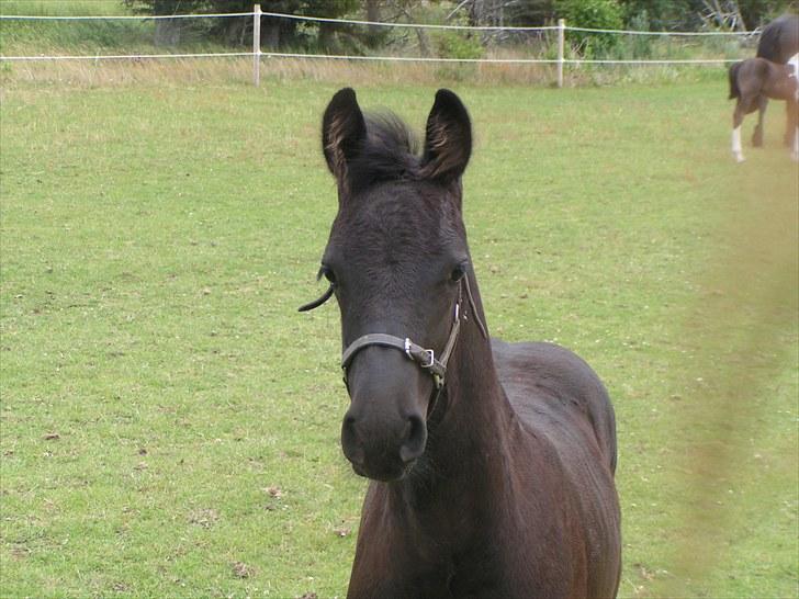 Frieser Ileana - godt 2 måneder billede 7