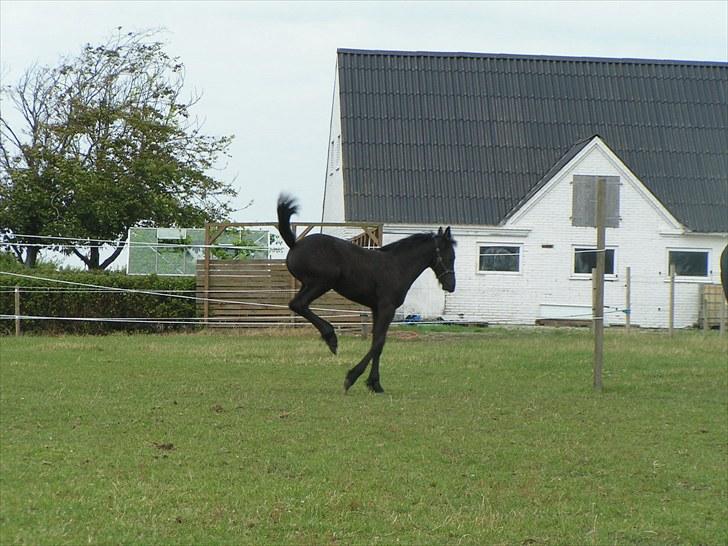 Frieser Ileana - krudt i røven billede 8