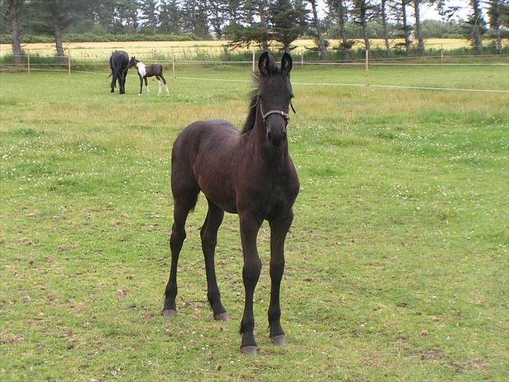 Frieser Ileana billede 9