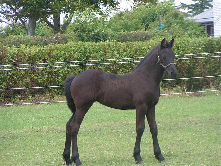 Frieser Ileana billede 10