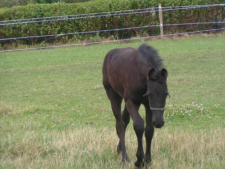 Frieser Ileana - kommer altså hen til dig igen...det er så dejligt at blive nusset  billede 11
