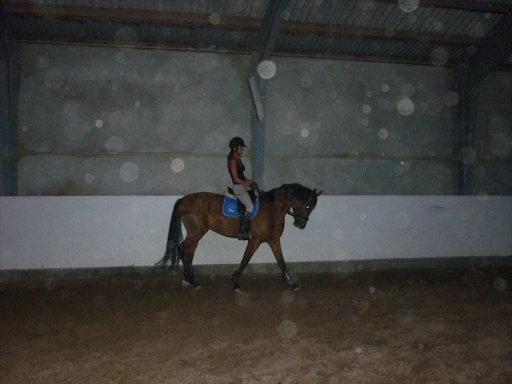 Ungarnsk Varmblod  Ramzes furioso Legény - død :'( billede 10