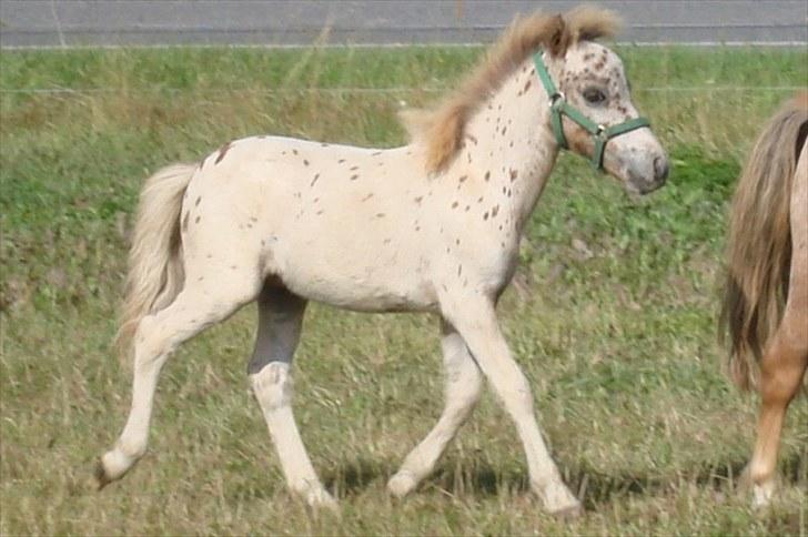 Miniature | NKG Fighter *avls hingst* | billede 7
