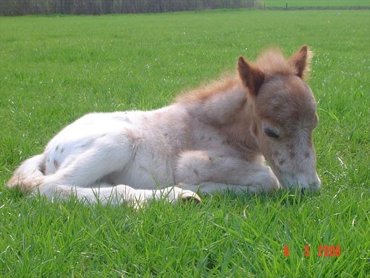 Miniature | NKG Fighter *avls hingst* | billede 13