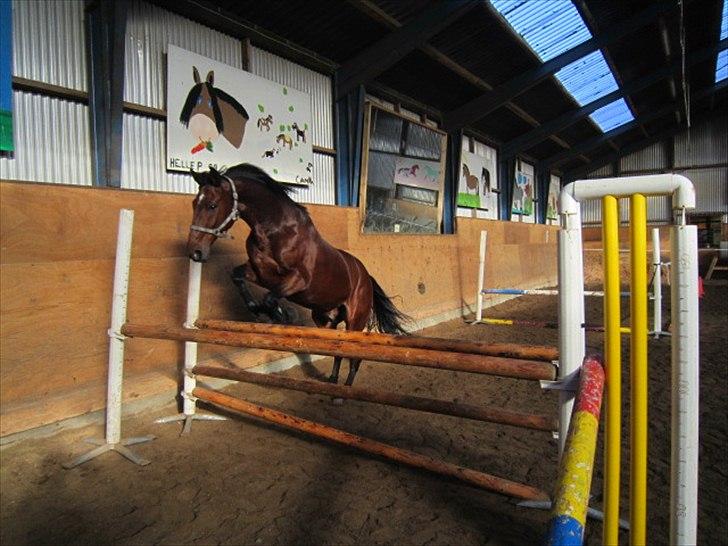 Anden særlig race Djenkiss <'3  - Løsspring d. 25. 9. 2010 :D billede 20