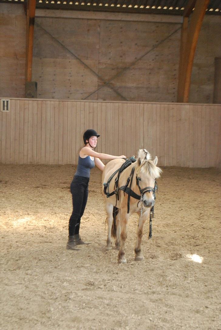 Fjordhest Klithusets Musse  - Hun Står Bare Fuldstændig Stille :p billede 19