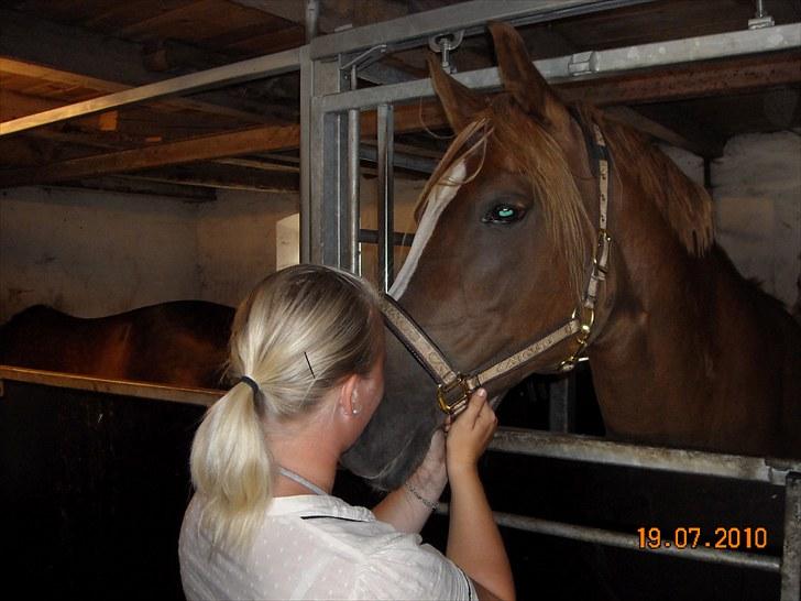 Arabisk fuldblod (OX) Bell-A-Mi  billede 6